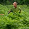 Cleaning young plantation forests