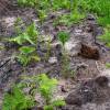 Cleaning young plantation forests