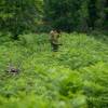 Cleaning young plantation forests