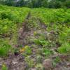 Cleaning young plantation forests