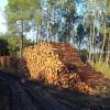 Professional Forest Manager (PFM)