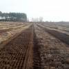 Forest ploughing