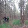 Marking, counting, cubing of trees