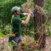 Marking, counting, cubing of trees