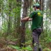 Marking, counting, cubing of trees