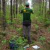 Marking, counting, cubing of trees