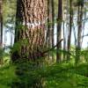Marking, counting, cubing of trees