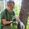 Marking, counting, cubing of trees