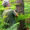 Marking, counting, cubing of trees