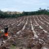 Forest plantation