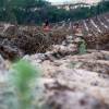 Forest plantation
