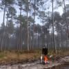 Forest plantation