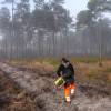 Forest plantation