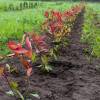 Forest plantation