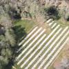 Forest plantation
