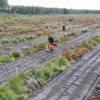 Forest plantation