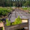 Forest plantation