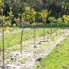 Forest plantation