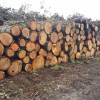 Selling wood by bidding process