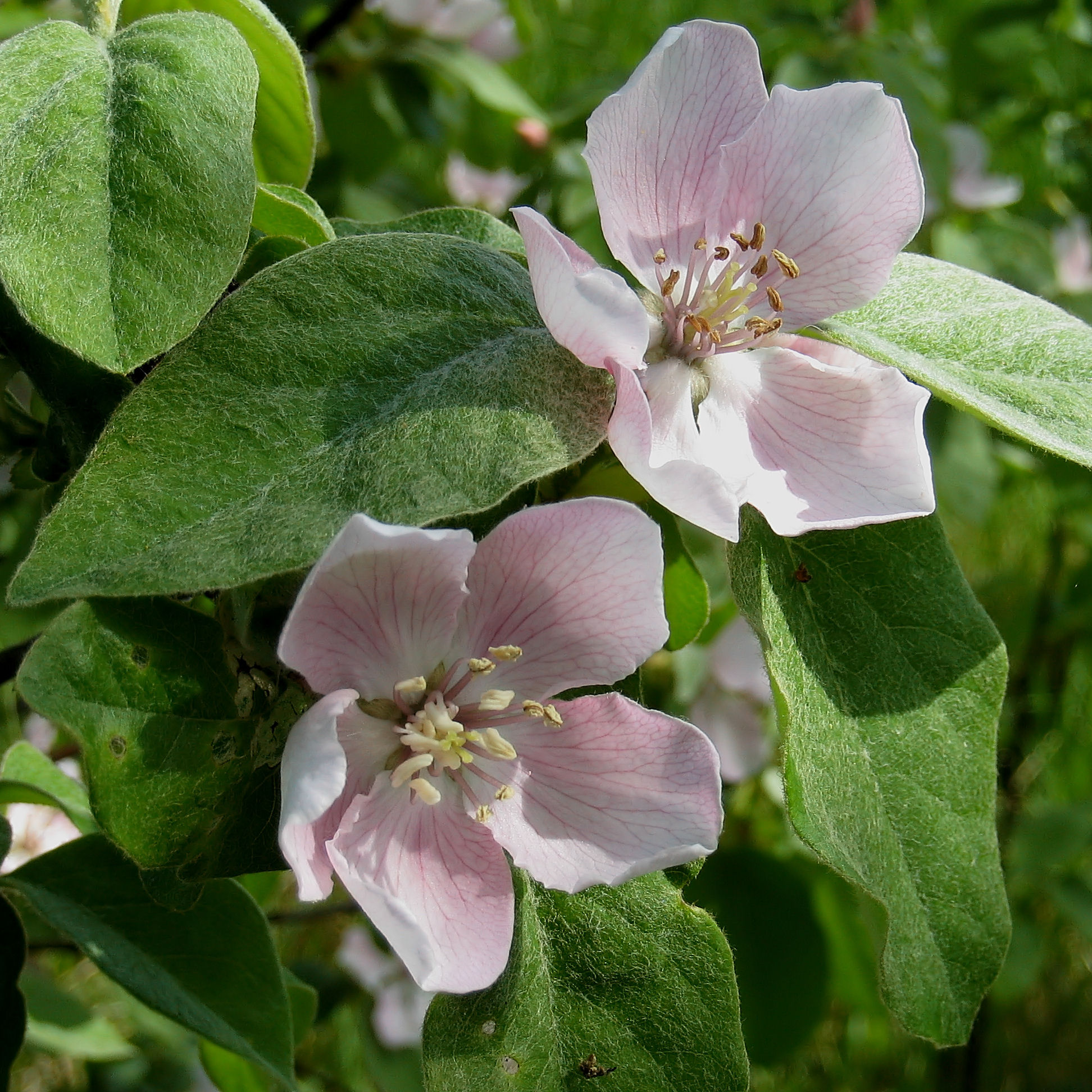 Quince Tree buy Quince Tree / Cydonia oblonga