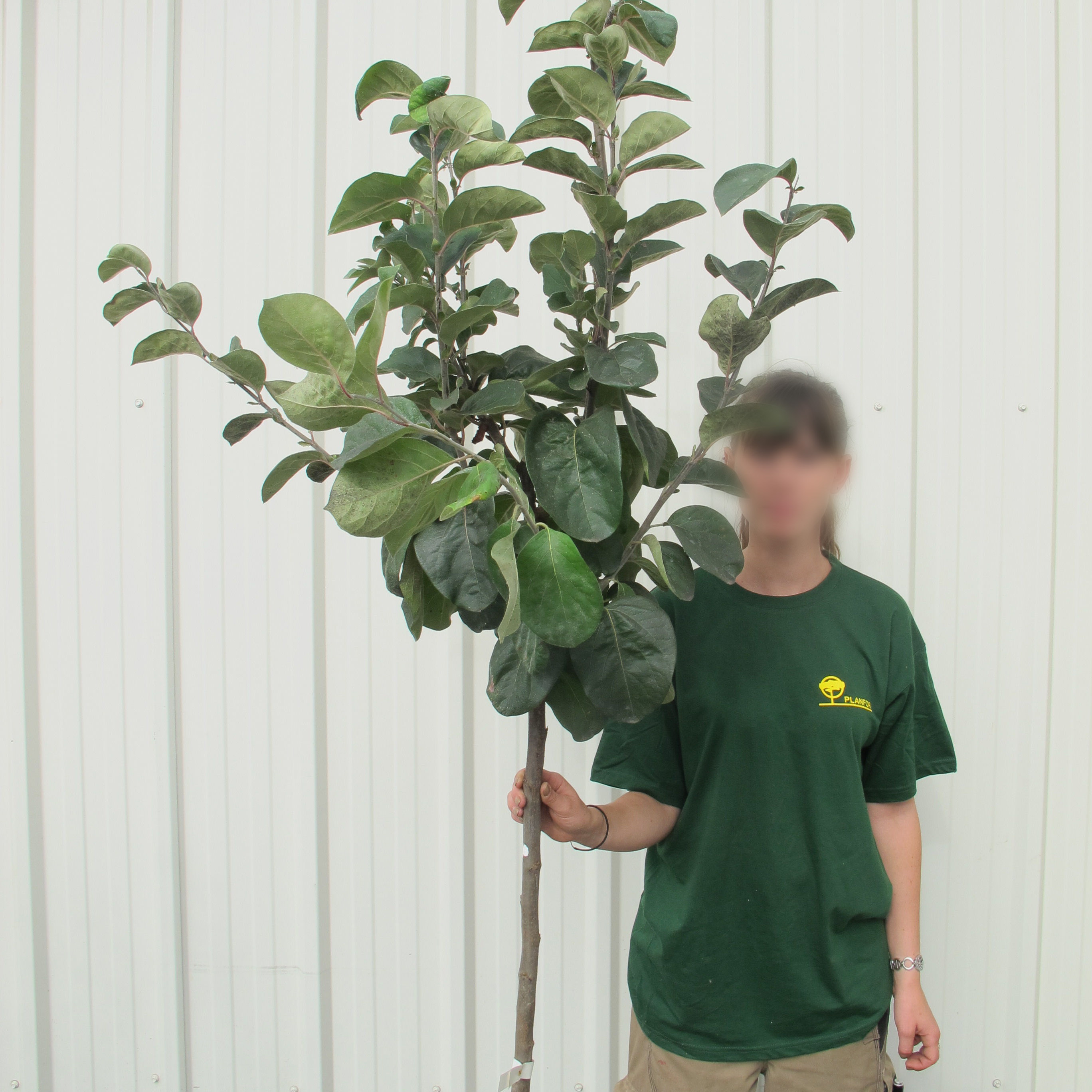 Quince Tree buy Quince Tree / Cydonia oblonga