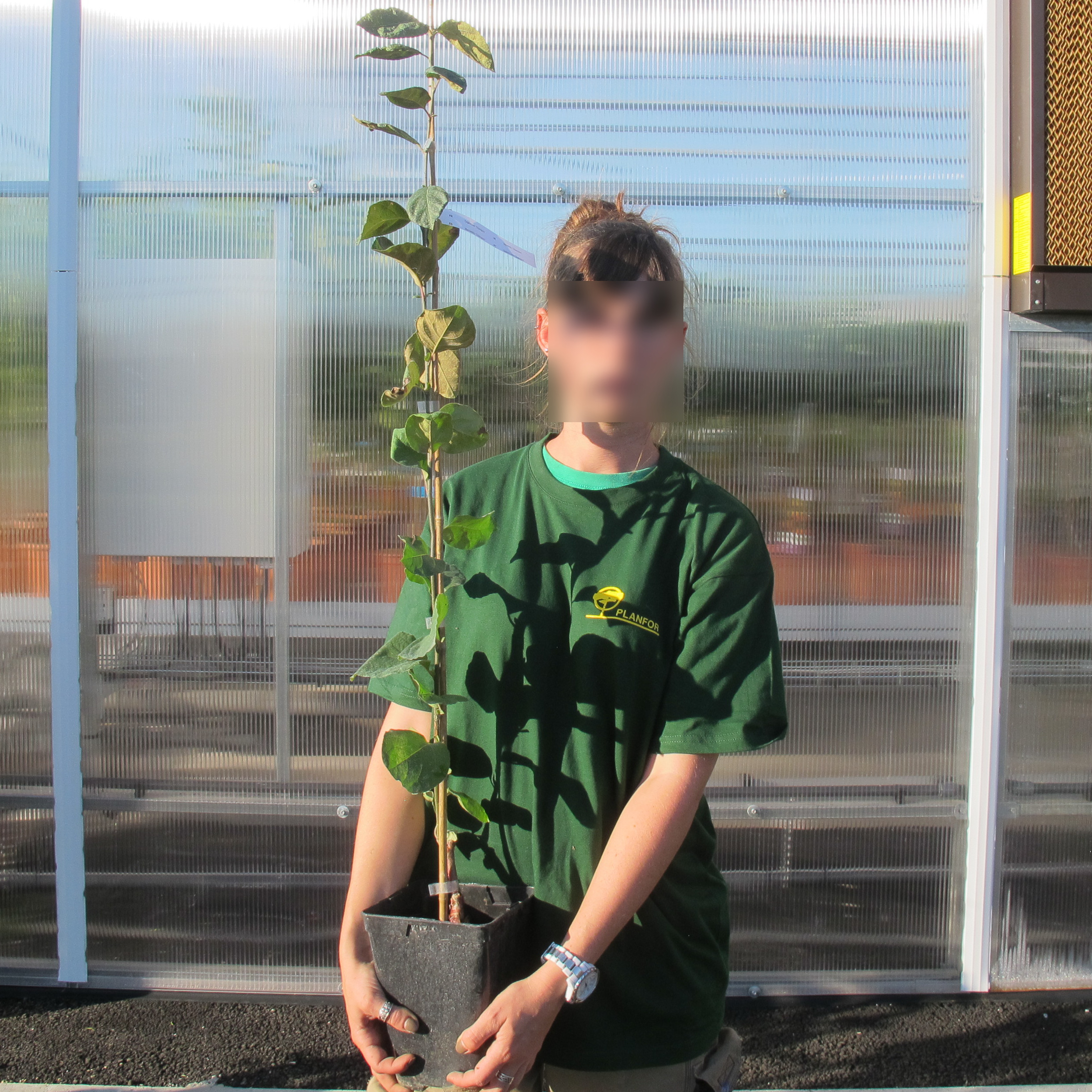 Quince Tree buy Quince Tree / Cydonia oblonga