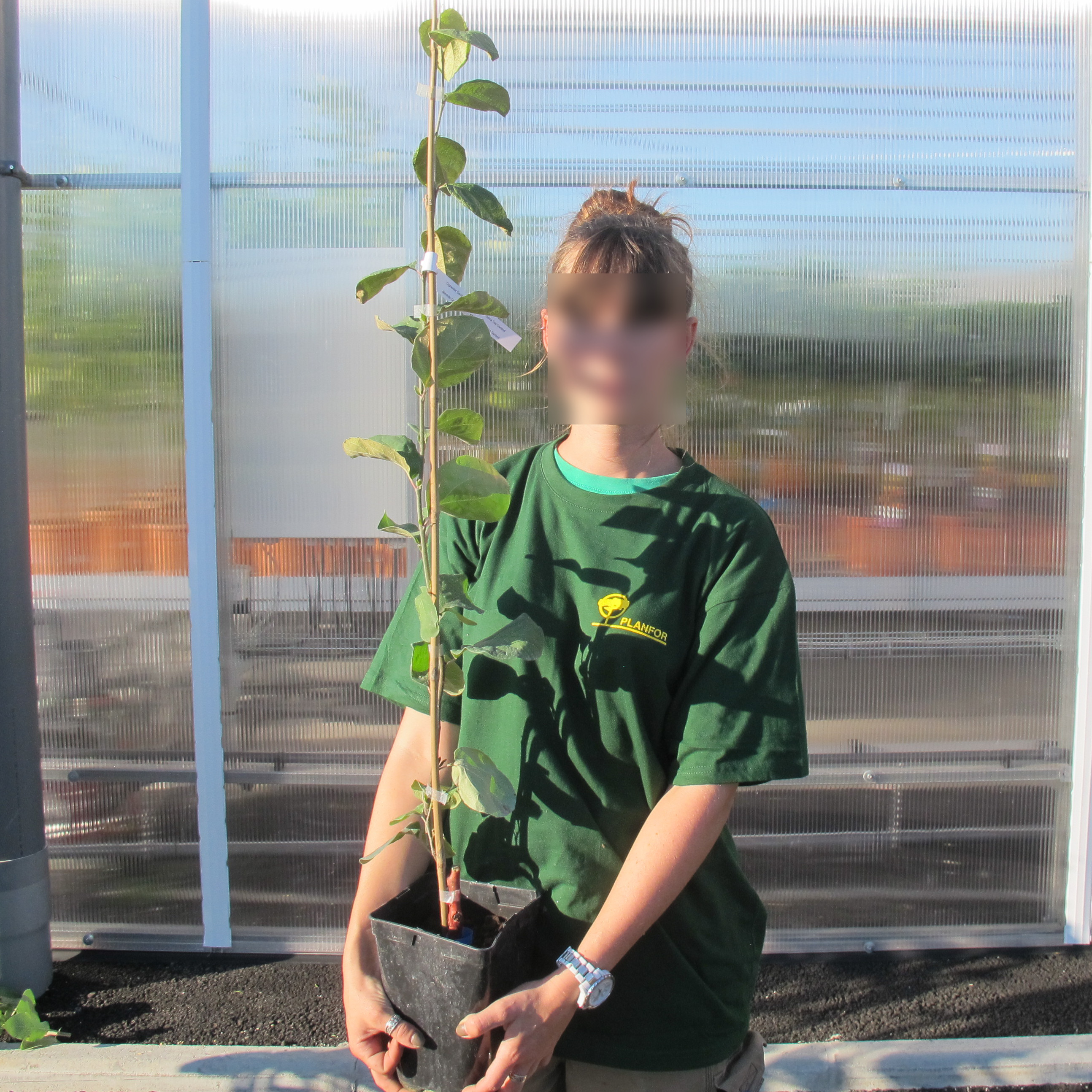 Quince Tree buy Quince Tree / Cydonia oblonga