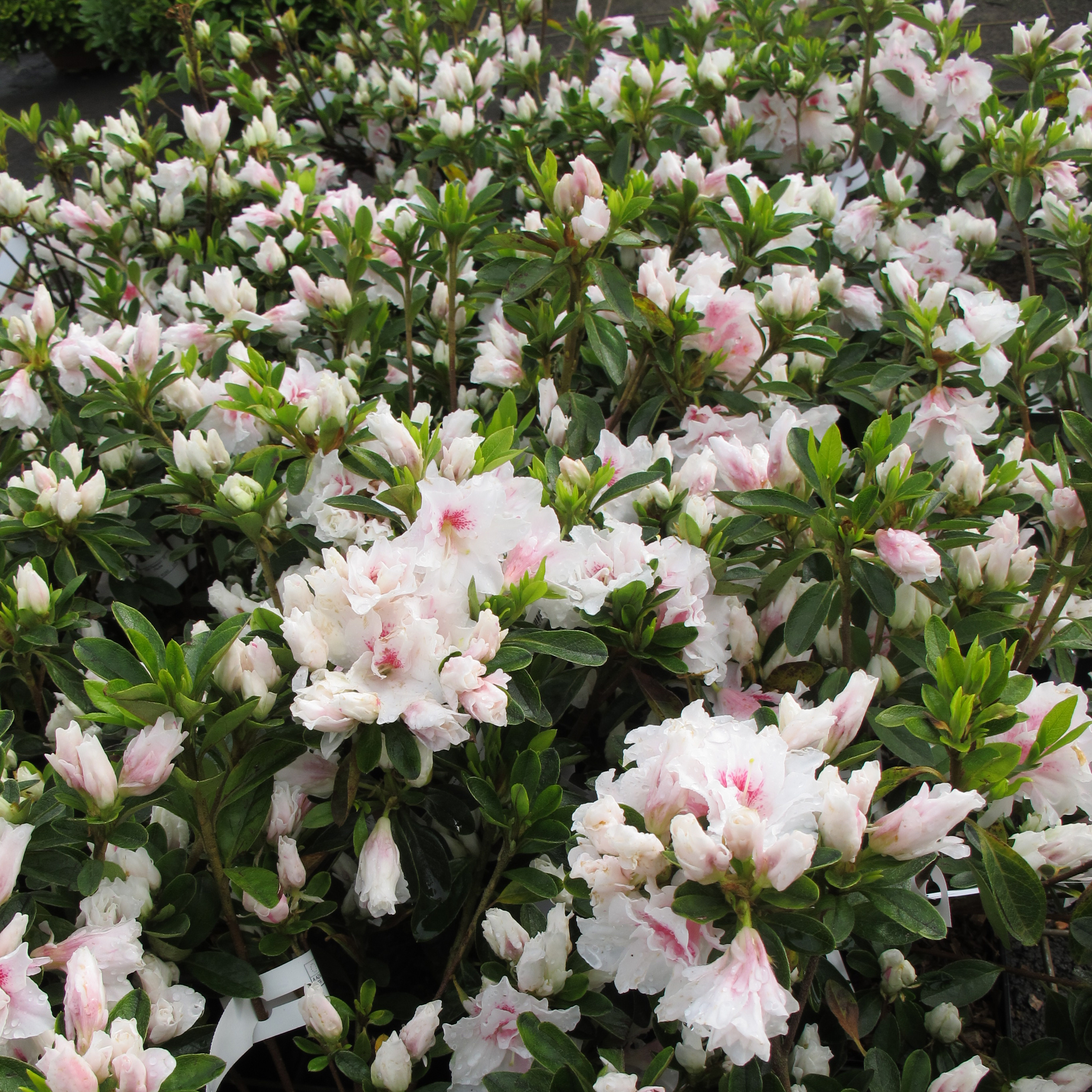 Azalea White : buy Azalea White / Azalea japonica alba