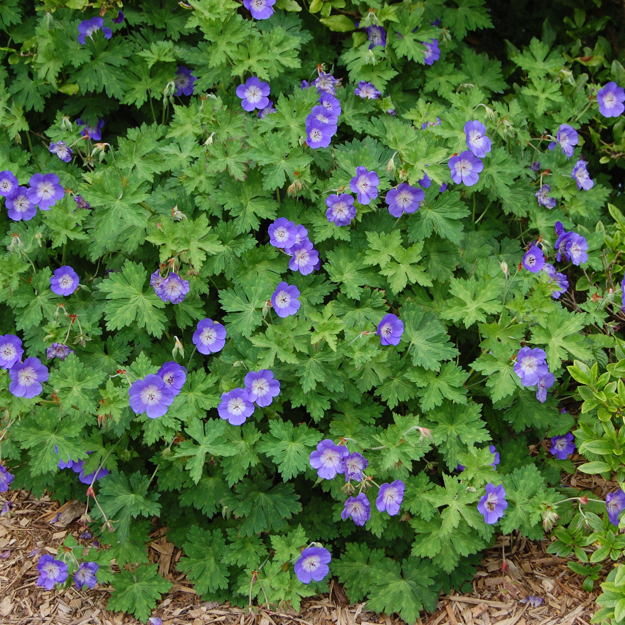 Geranium Rozanne Buy Geranium Rozanne Geranium Rozanne Geranium Rozanne Buy Geranium Rozanne Geranium Rozanne