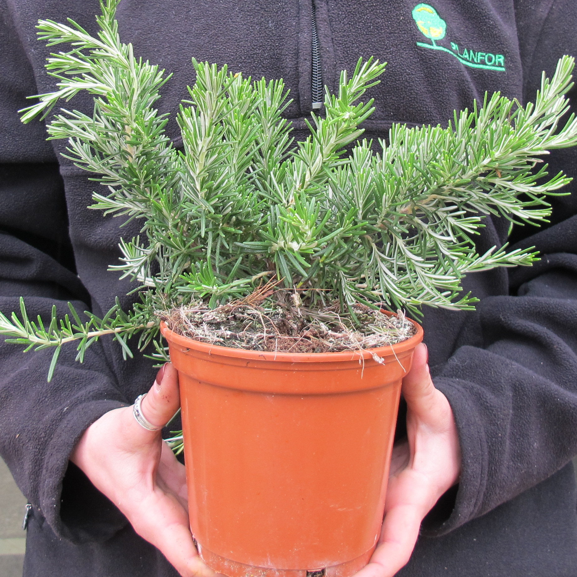 Rosemary prostratus : buy Rosemary prostratus / Rosmarinus officinalis ...