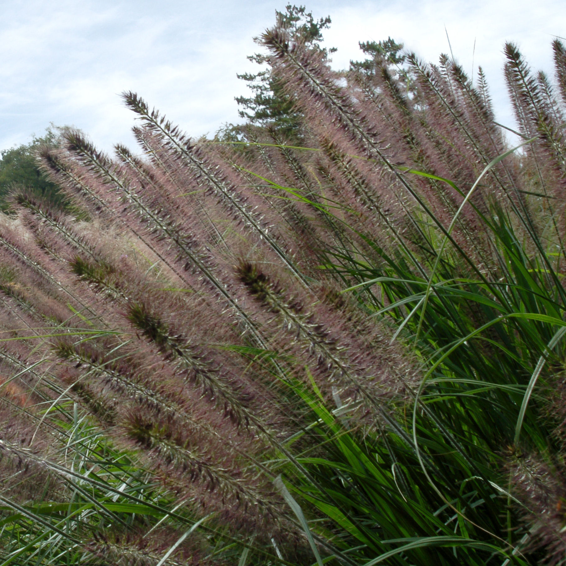 Grass, Chinese fountain : buy Grass, Chinese fountain / Pennisetum