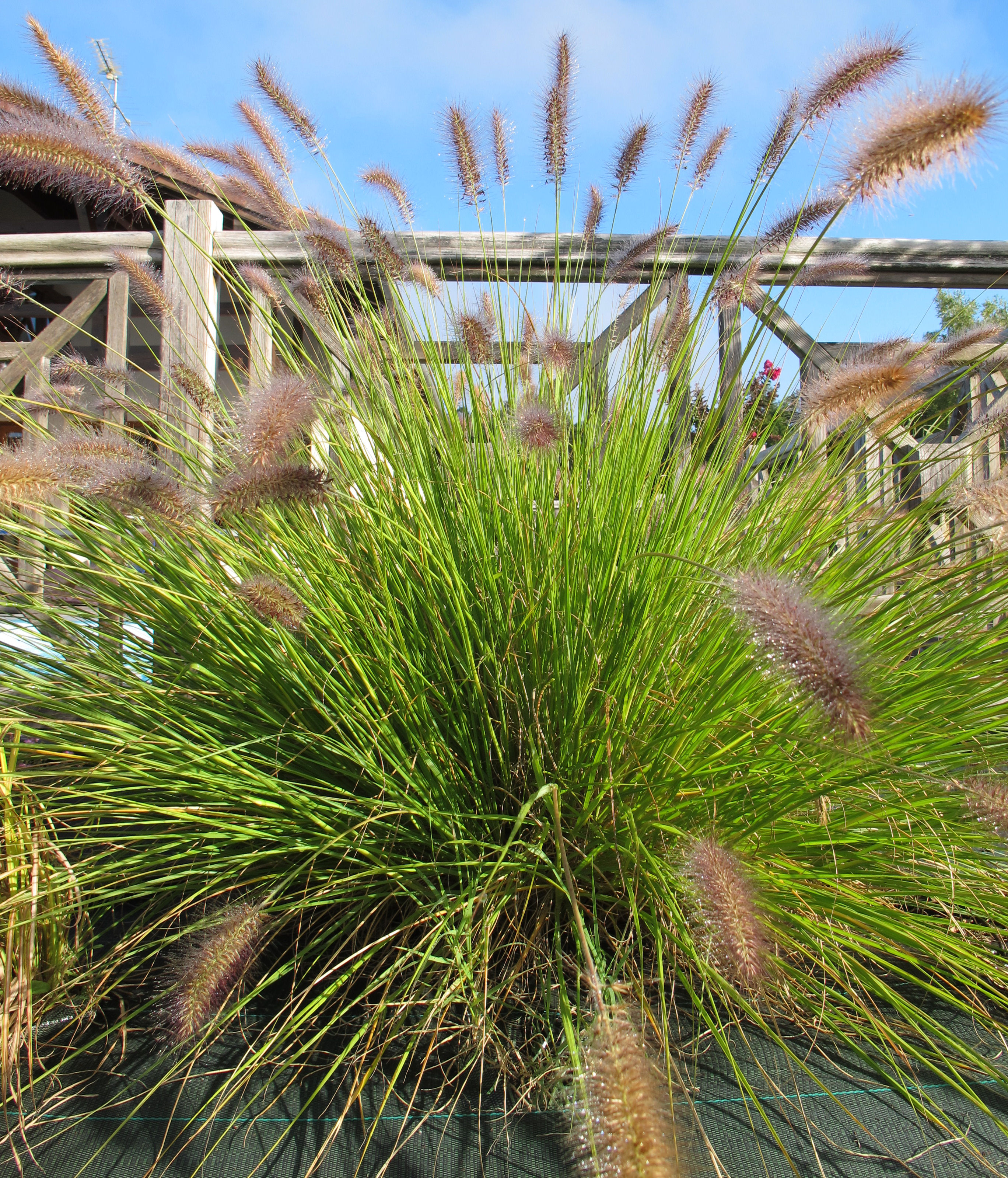 Grass, Chinese fountain : buy Grass, Chinese fountain / Pennisetum