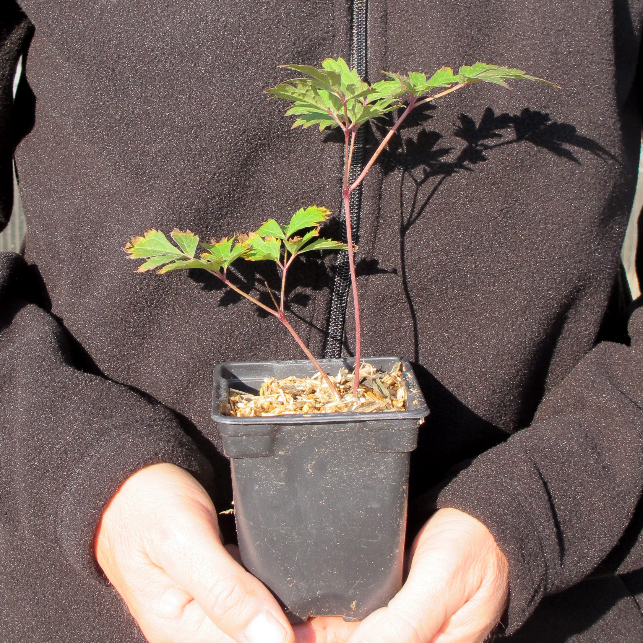 Bugbain Bugbane 'Brunette' : buy Bugbane 'Brunette' / Actaea simplex Brunette