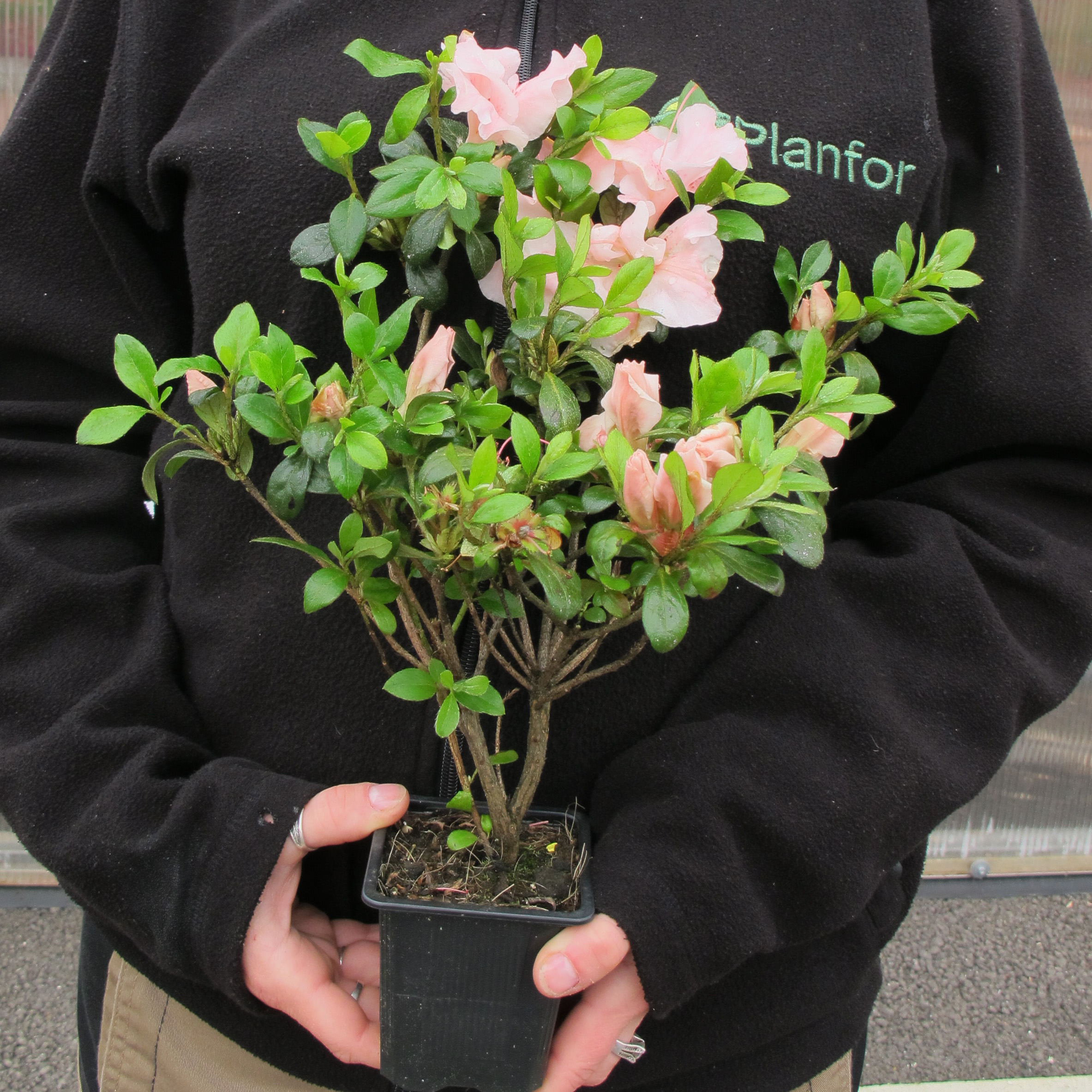 Azalea 'Sir Robert' : buy Azalea 'Sir Robert' / Azalea japonica Sir Robert