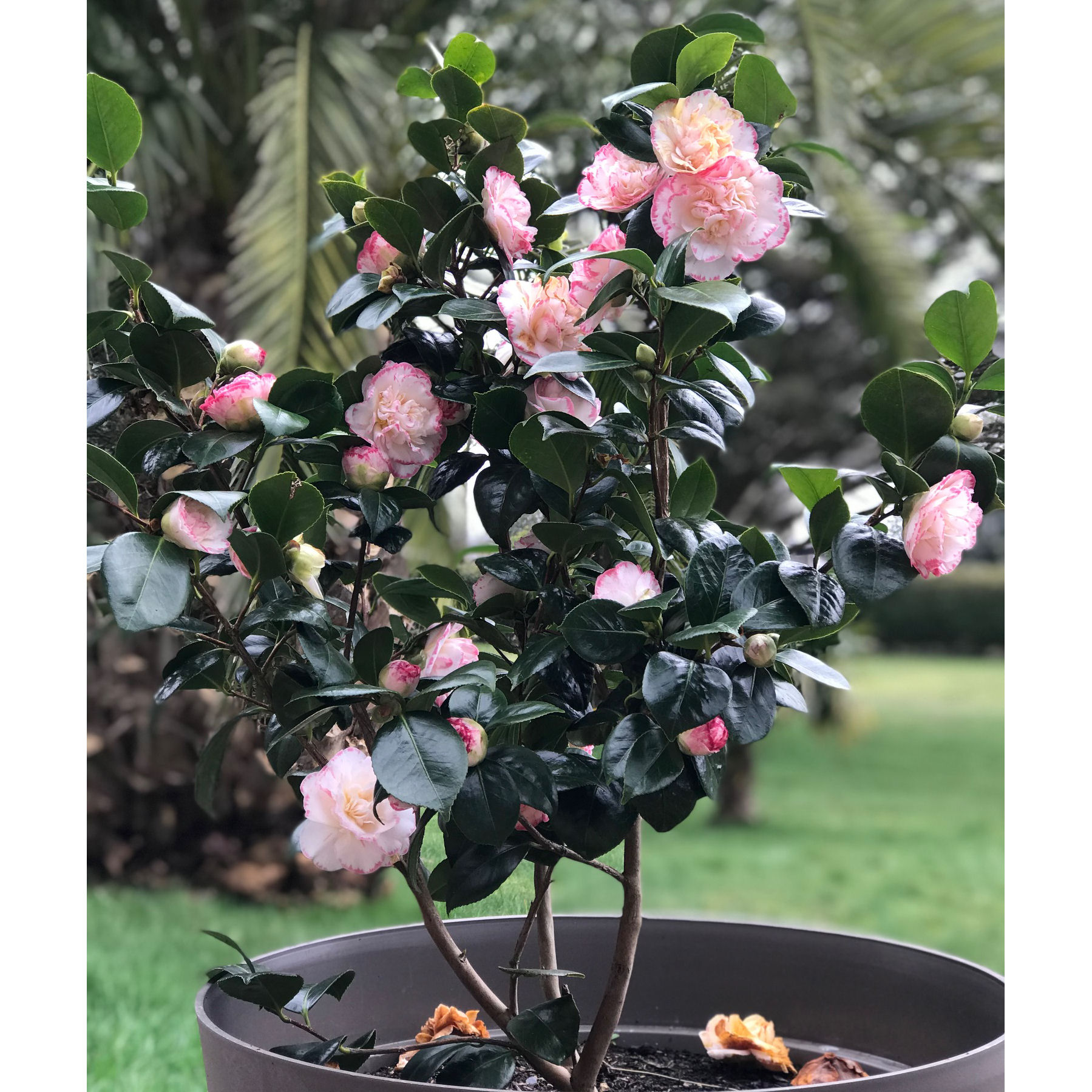 Japanese Camellia 'Margaret Davis' : buy Japanese Camellia 'Margaret