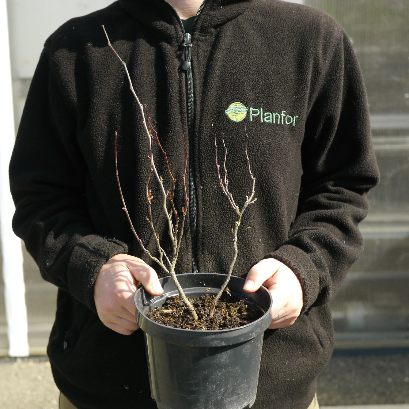 Judas tree buy Judas tree / Cercis siliquastrum