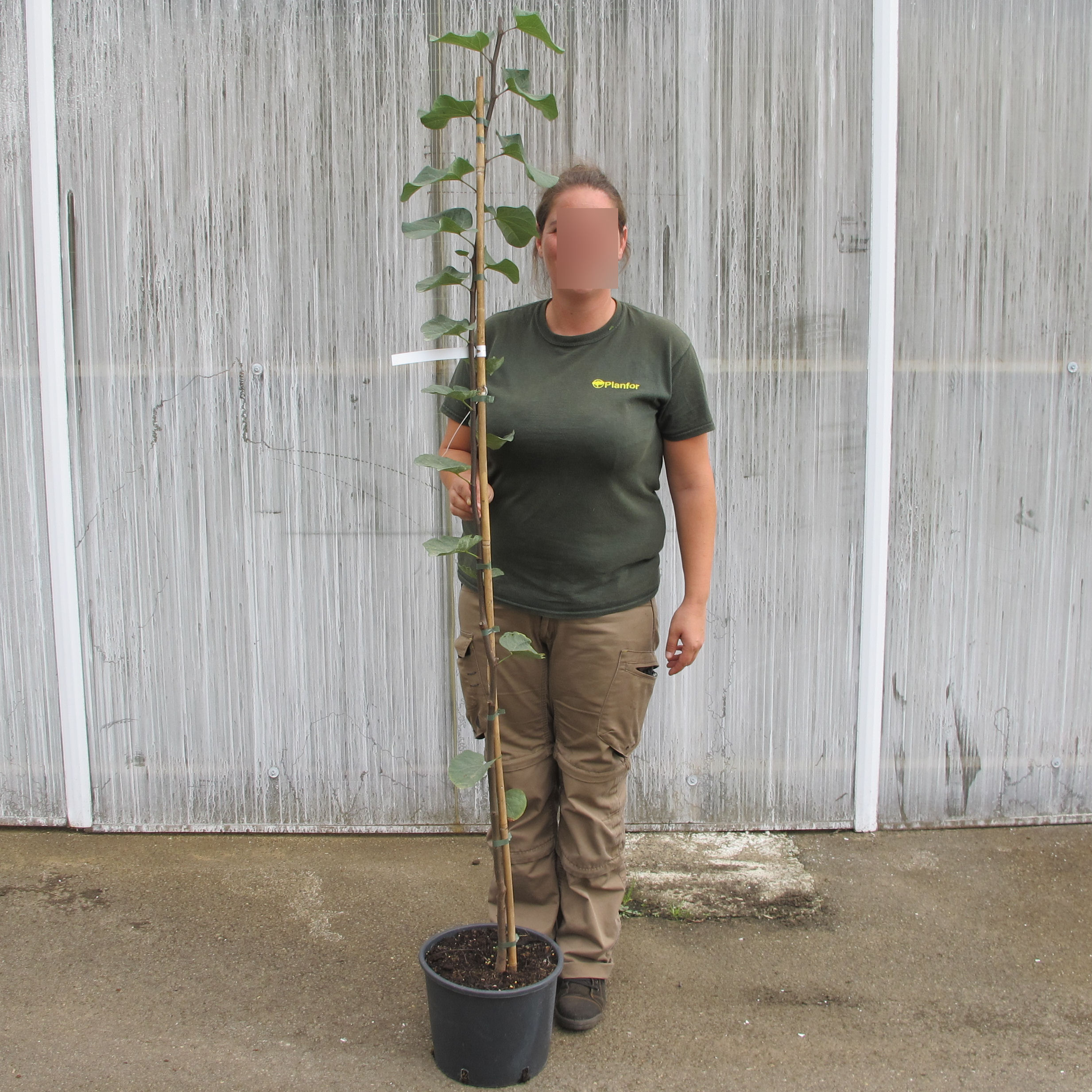 Judas tree buy Judas tree / Cercis siliquastrum