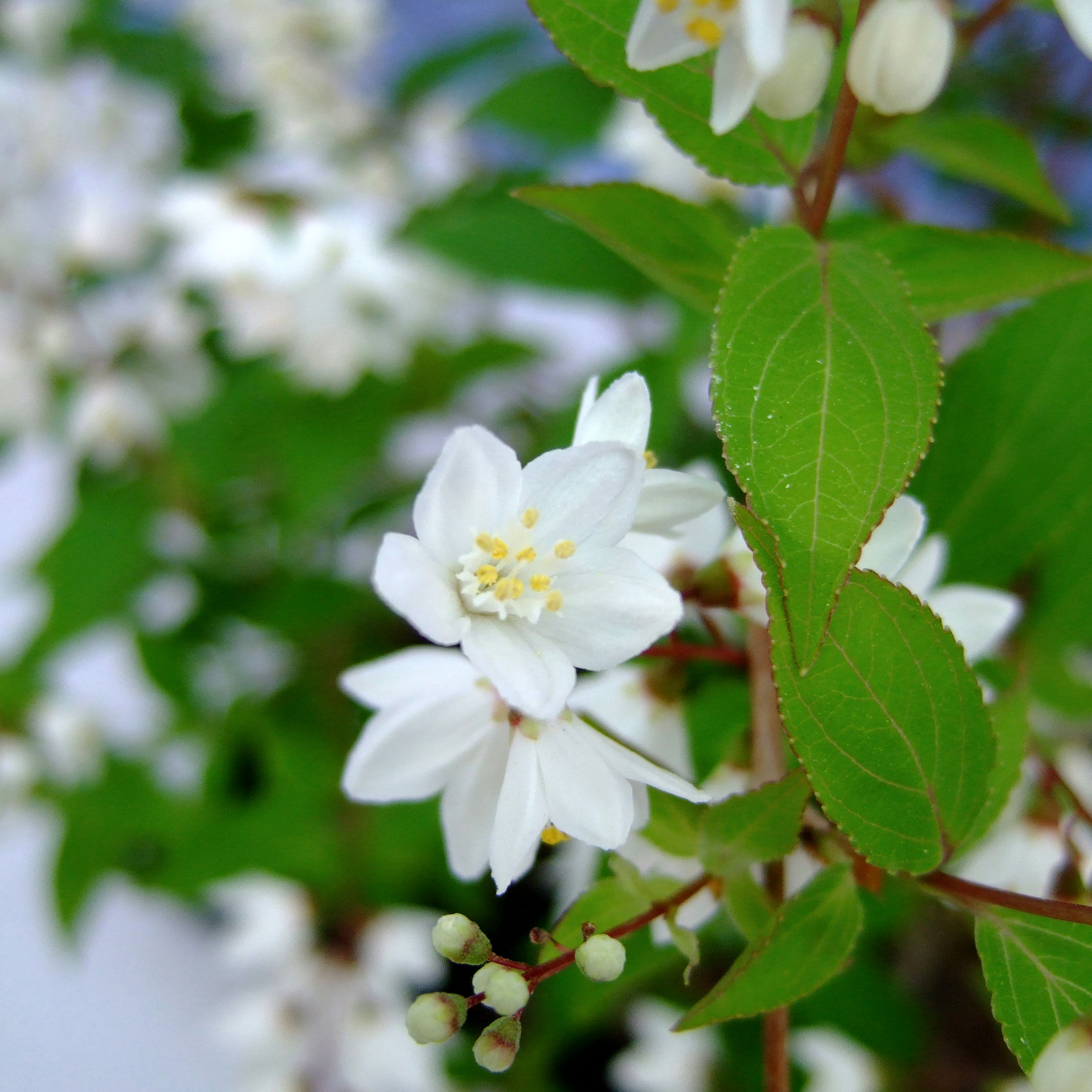Deutzia, slender : buy Deutzia, slender / Deutzia gracilis