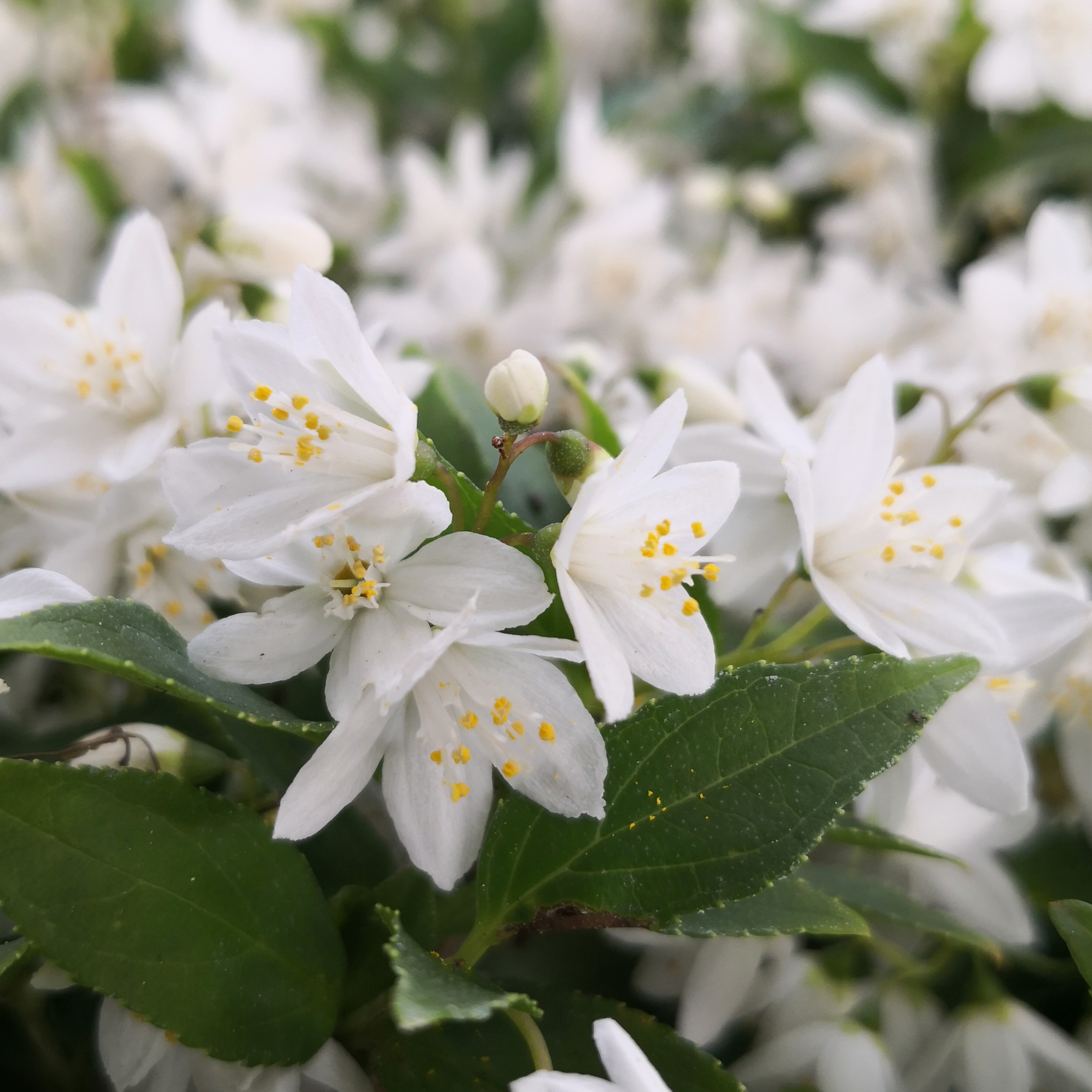 Deutzia, slender : buy Deutzia, slender / Deutzia gracilis
