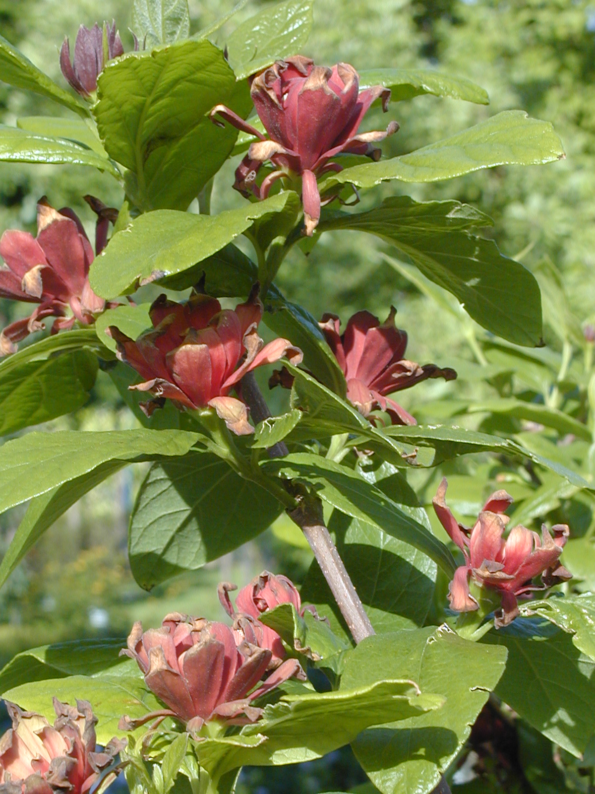Carolina allspice : buy Carolina allspice / Calycanthus floridus