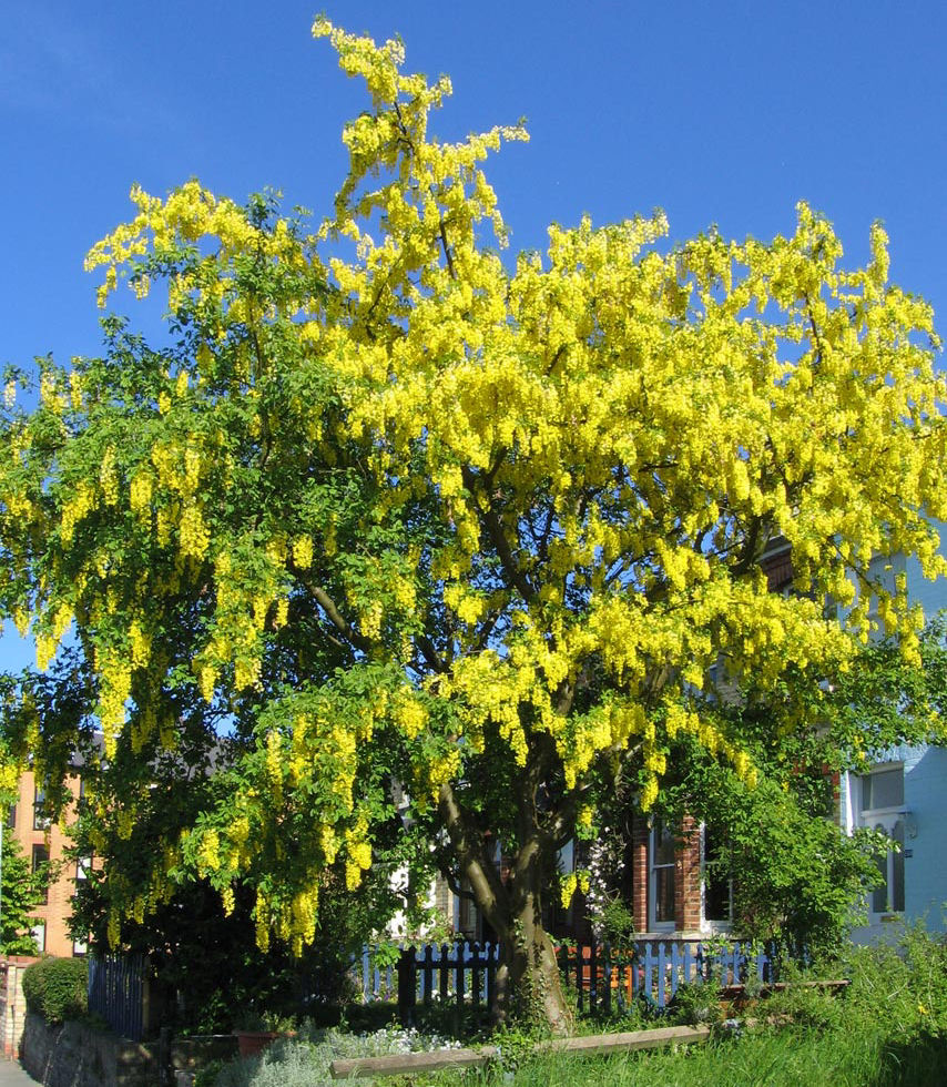 Golden chain tree buy Golden chain tree / Laburnum anagyroides