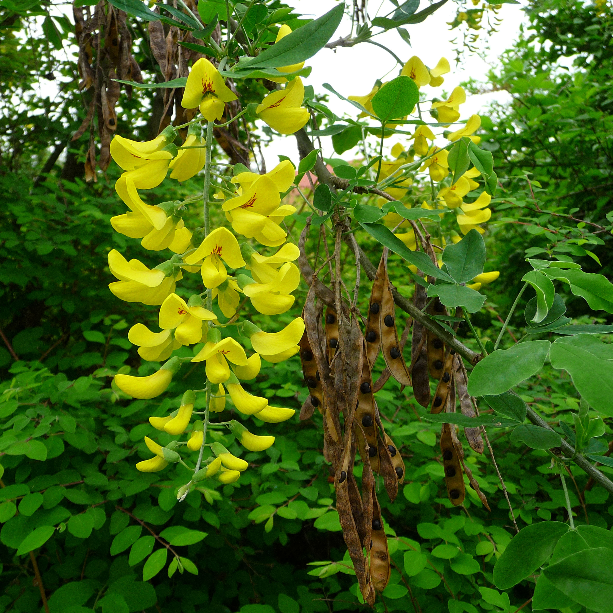 Golden chain tree buy Golden chain tree / Laburnum anagyroides