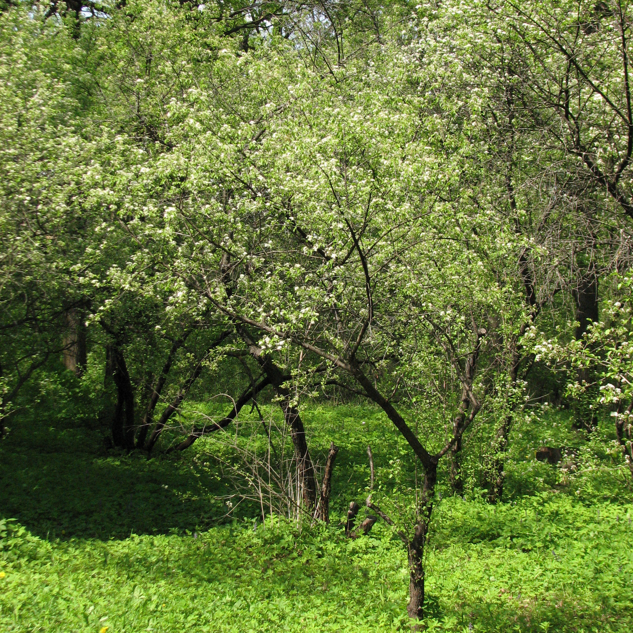 Cherry, St Lucie : buy Cherry, St Lucie / Prunus mahaleb