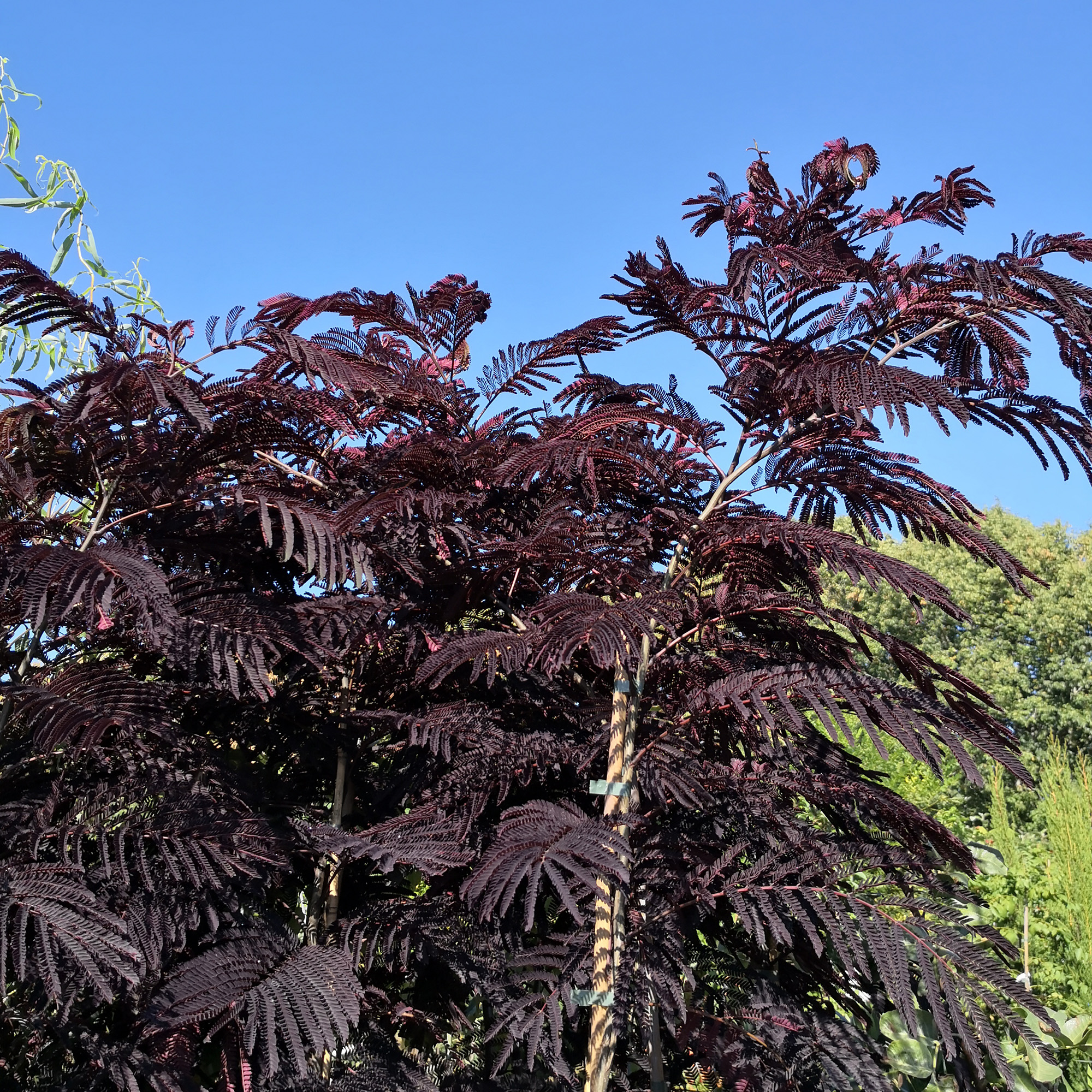 Silk tree 