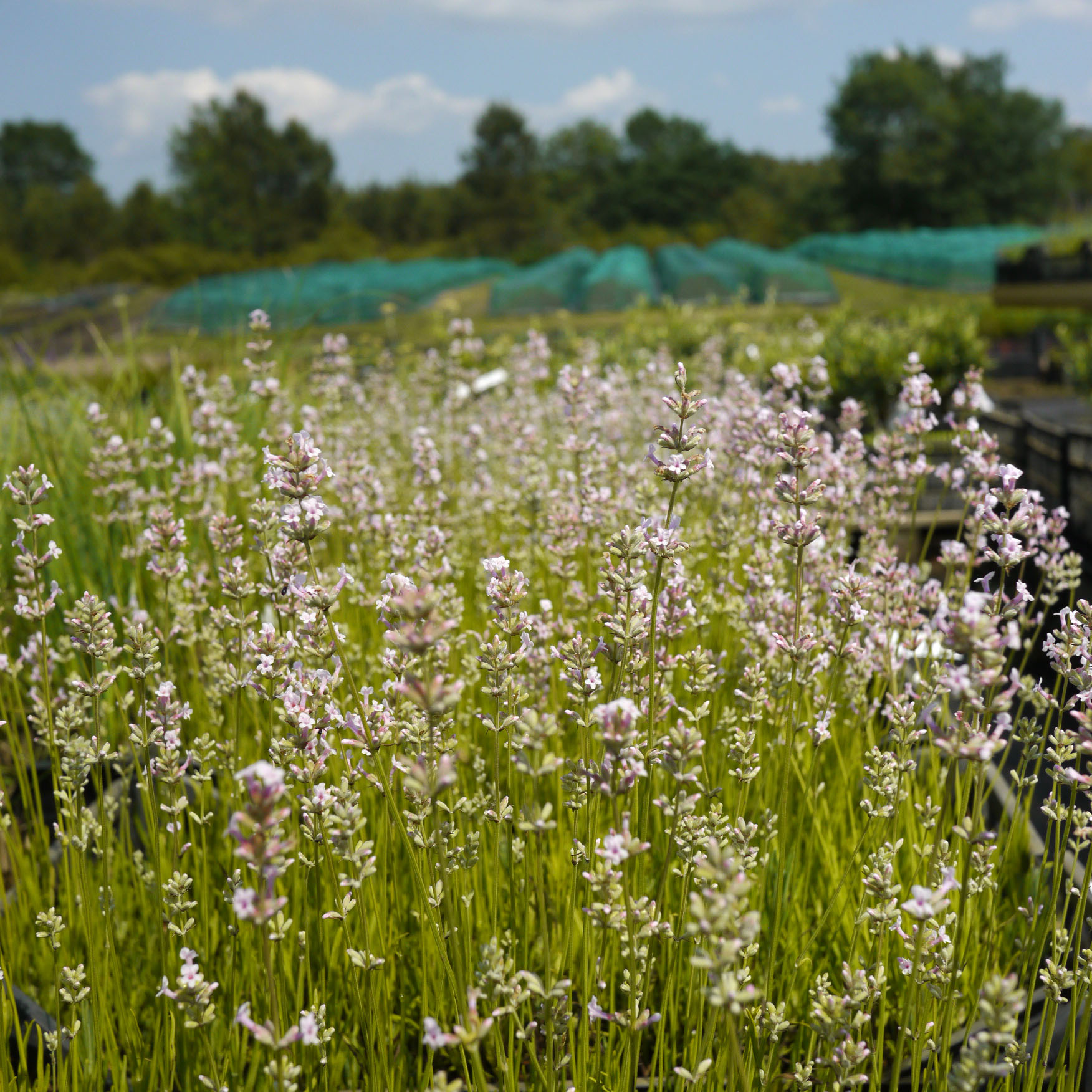 Lavender Pink : buy Lavender Pink / Lavandula angustifolia Rosea