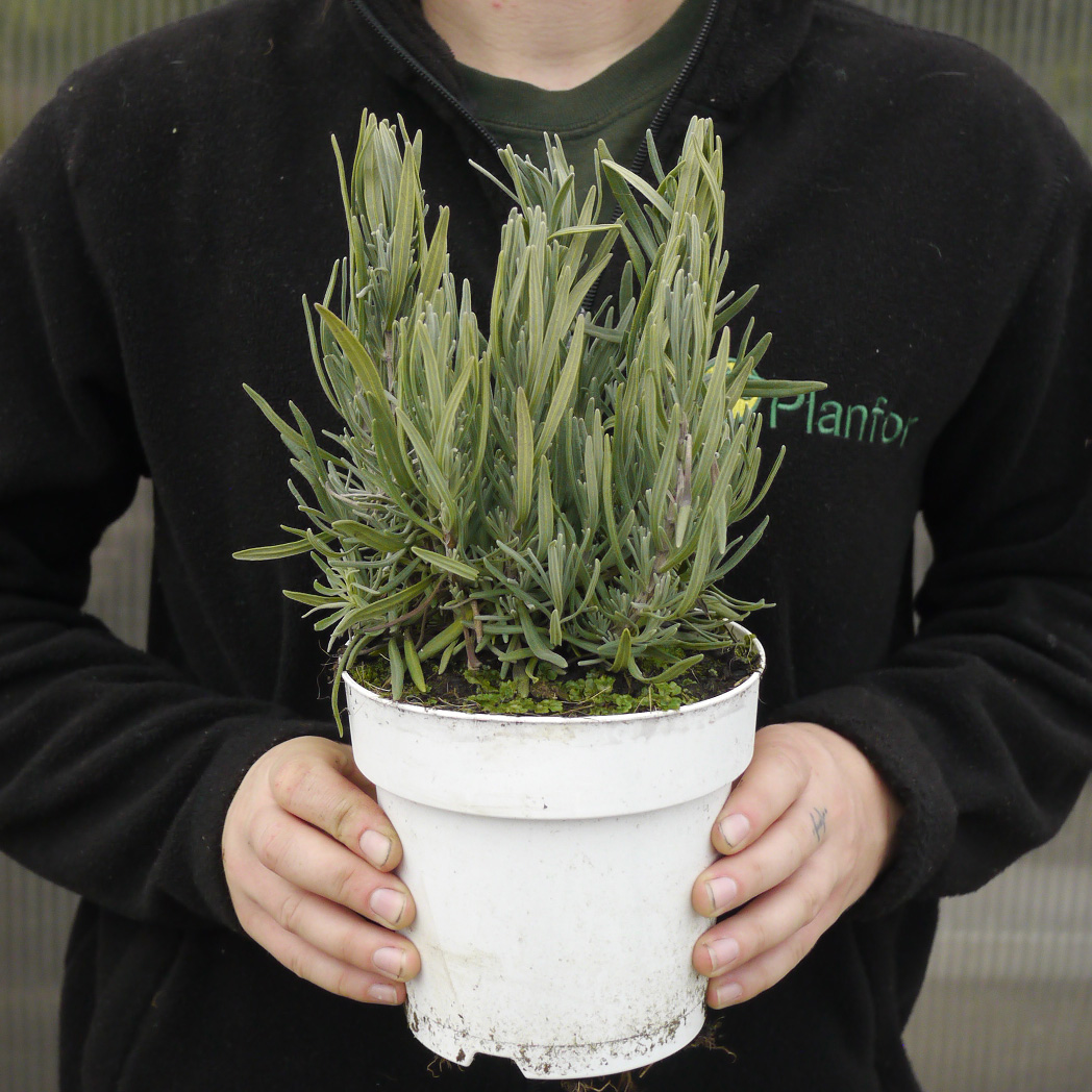 Lavender Pink : buy Lavender Pink / Lavandula angustifolia Rosea