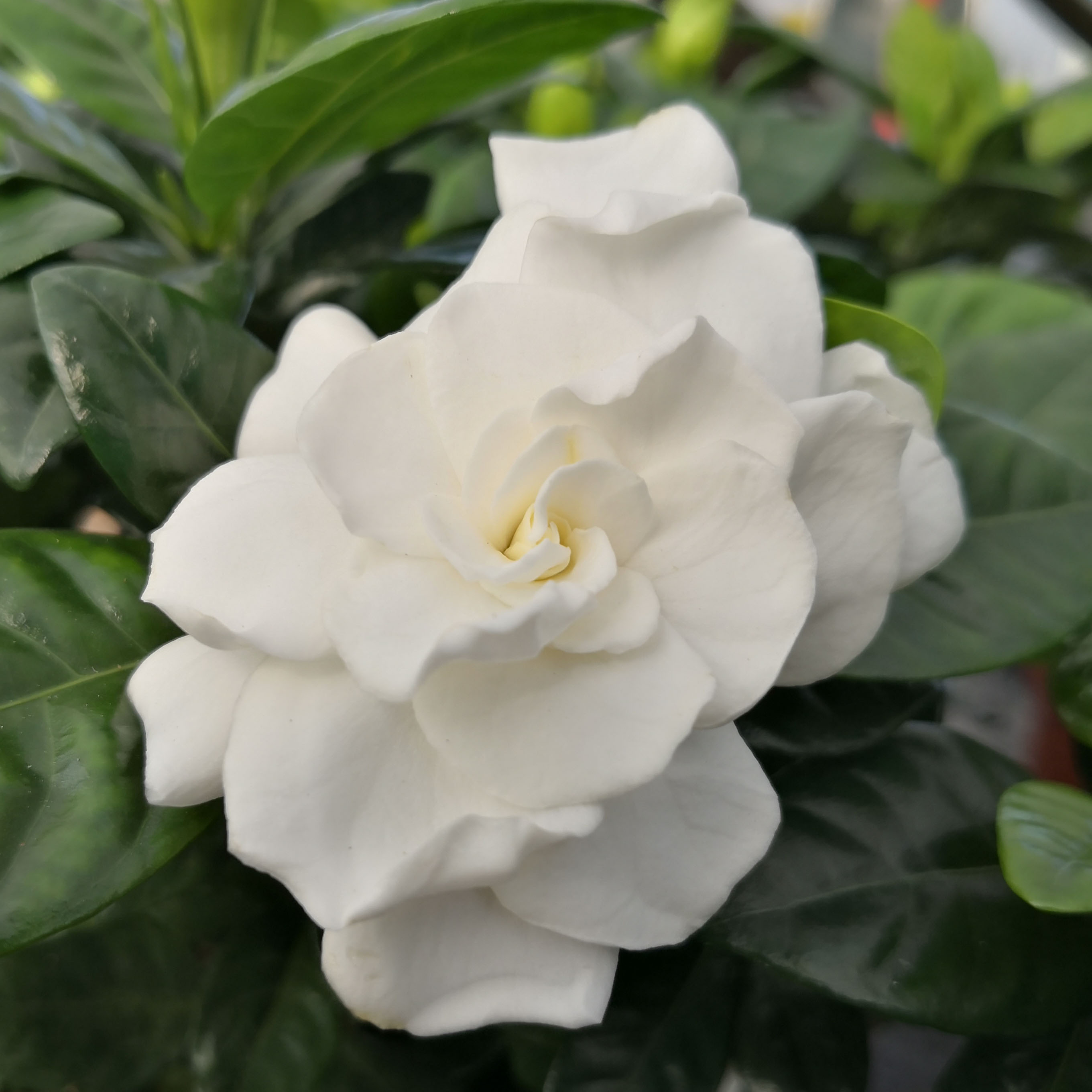 Jasminum polyanthum - Geurende jasmijn | De Tuinen van