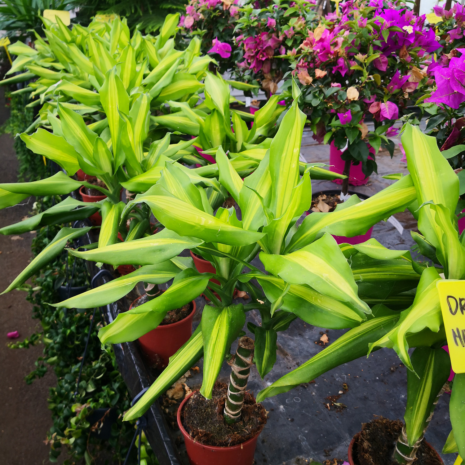 10+ Dracaena Massangeana Care Dracaena fragrans, massangeana : buy Dracaena fragrans, massangeana
