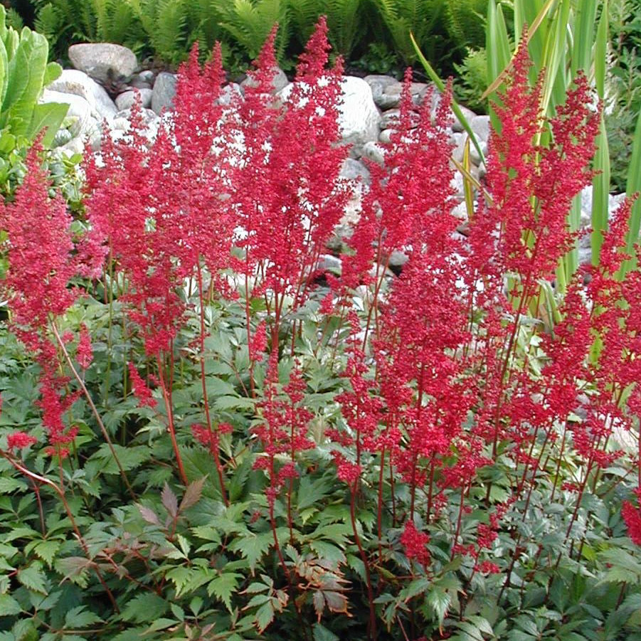 Astilbe Red : buy Astilbe Red / Astilbe rubra