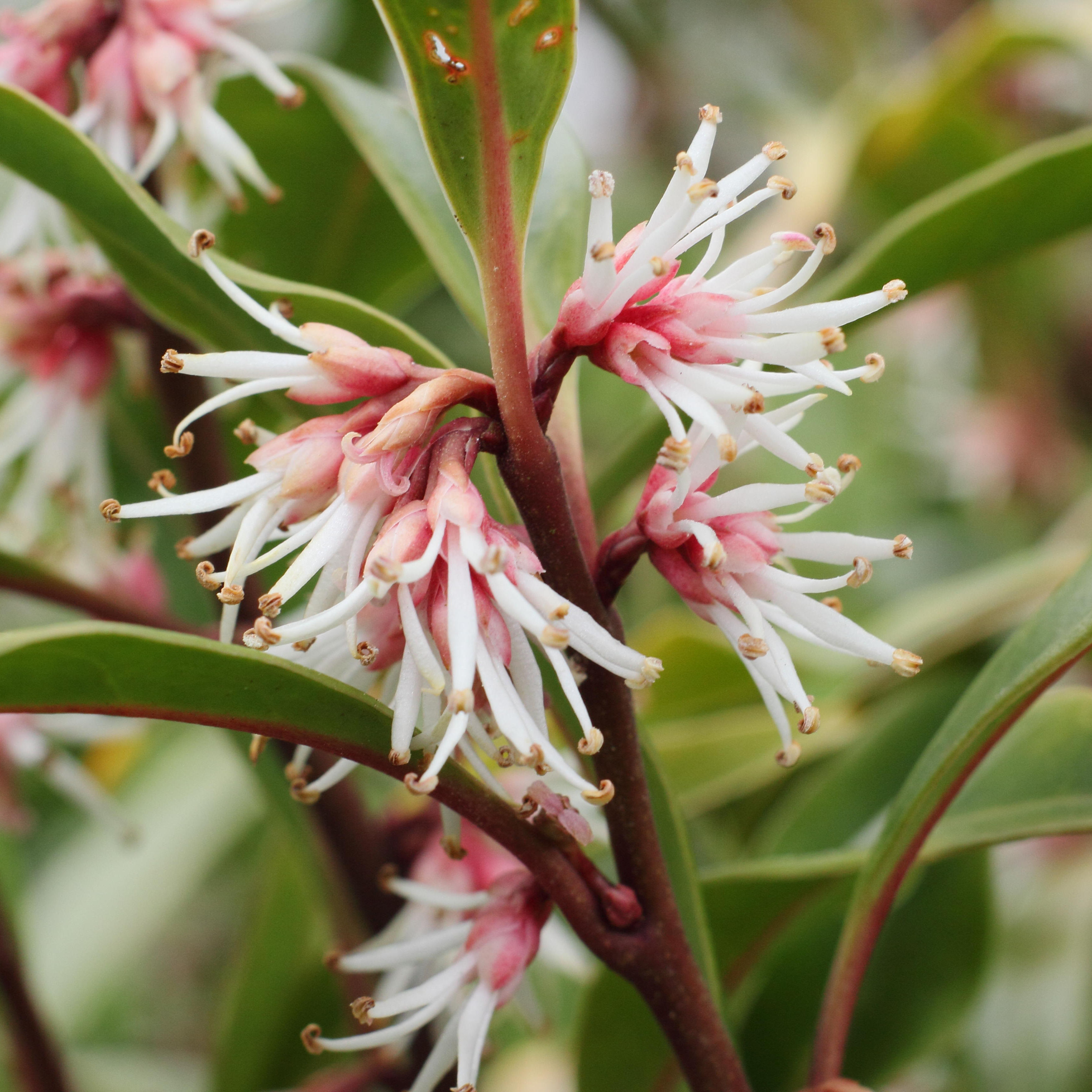 Sweet Box, Sarcococca : buy Sweet Box, Sarcococca / Sarcococca hookeriana